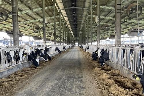 Gây ô nhiễm môi trường, doanh nghiệp bò sữa công nghệ cao bị phạt 560 triệu đồng