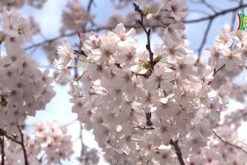 Tokyo thu hút du khách mùa hoa anh đào nở