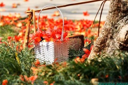 Tháng 3 Hà Nội rực đỏ mùa mộc miên