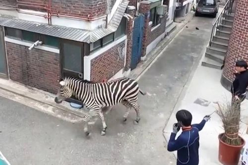 Ngựa vằn trốn khỏi vườn thú ở Seoul, Hàn Quốc