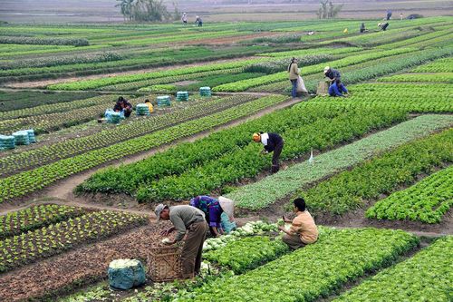 Dự thảo Luật Đất đai (sửa đổi): Cho phép người địa phương khác mua bán đất nông nghiệp