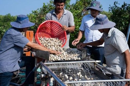 Chứng chỉ quốc tế về phát triển bền vững: 'Giấy thông hành' cho hàng nông sản