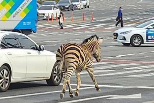 Ngựa vằn 2 tuổi trốn thoát khỏi vườn thú ở Hàn Quốc
