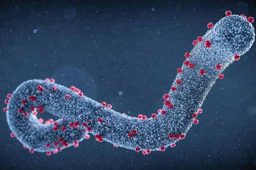 WHO cảnh báo khi các trường hợp nhiễm virus Marburg gia tăng