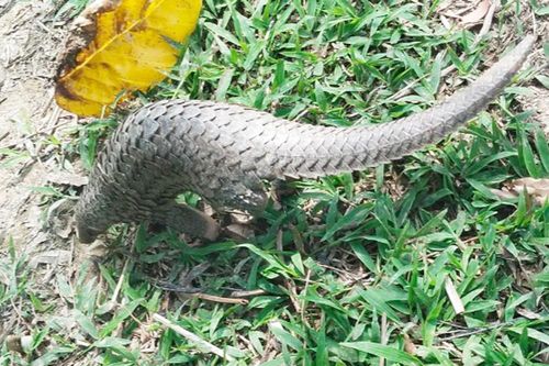 Người dân ở Cà Mau phát hiện con tê tê quý hiếm trước nhà