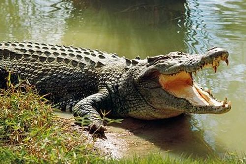 Bất ngờ loài vật có lực cắn mạnh nhất hành tinh, chớ dại đến gần