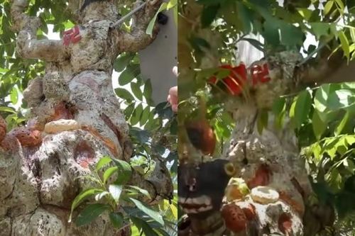 Choáng ngợp cây cổ thụ gần 70 tỷ 'đẹp nhất miền Tây'