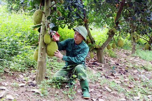 Tăng thu nhập từ chuyển đổi cơ cấu cây trồng