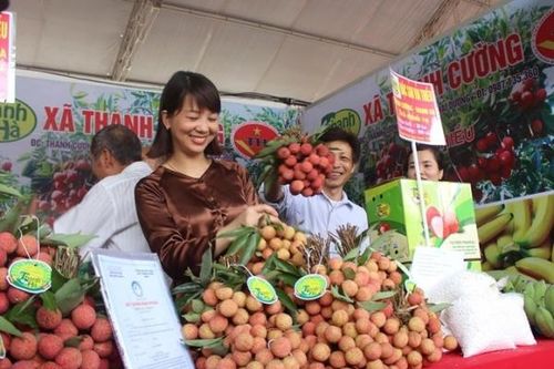 Thanh Hà lên phương án xúc tiến tiêu thụ vải thiều sớm