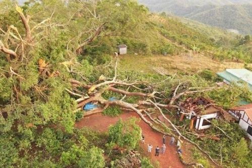 Đắk Nông: Cây đa di sản hơn 200 tuổi ở Tà Đùng gãy đổ