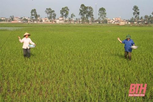 Chăm sóc cây trồng vụ xuân