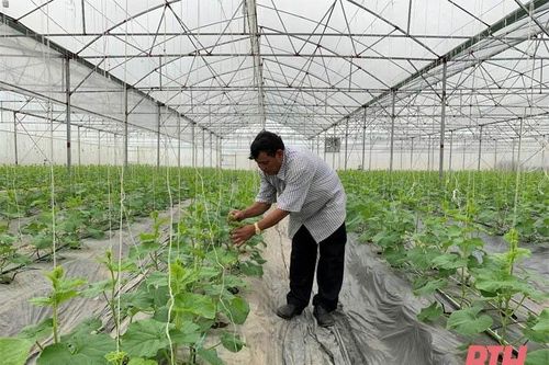 Nga Sơn tích cực chuyển đổi cơ cấu cây trồng