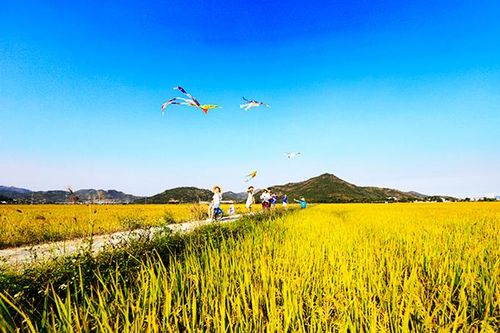 Cánh diều tuổi thơ