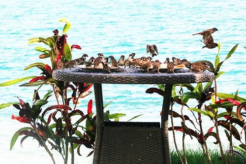 Tản văn: Sân nhà và chim sẻ