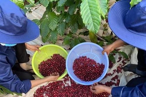 Lựa chọn chứng nhận xã hội để tăng uy tín của HTX