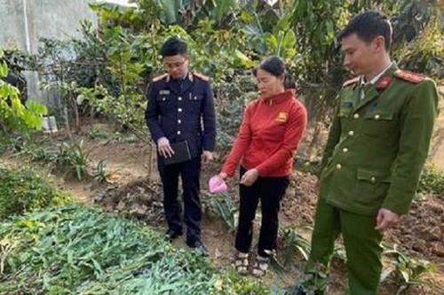 Phát hiện hai vụ trồng cây cần sa quy mô lớn trong vườn rau