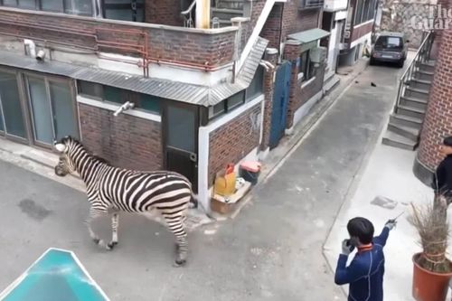 Ngựa vằn bị tóm sau ba giờ chạy trốn ở Seoul, Hàn Quốc