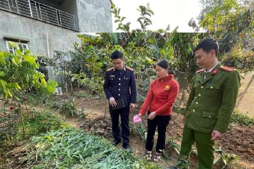 Trong vườn rau phát hiện gần 1,5 tạ 'cây lạ'