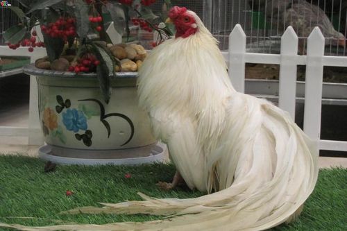Cận cảnh giống gà 'quý tộc' trăm triệu khiến đại gia săn đón