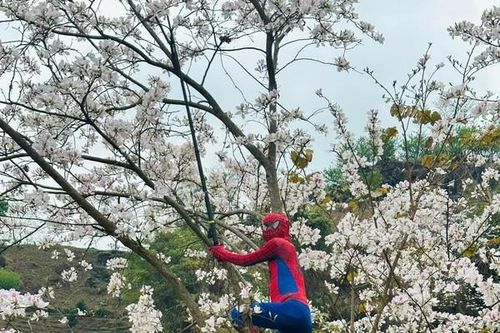 'Spider Man' và 'Avatar' bất ngờ check-in với hoa ban Điện Biên