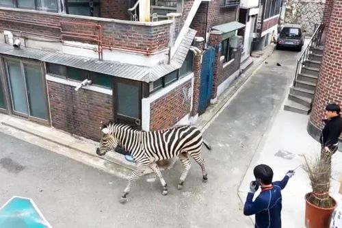 Câu chuyện buồn phía sau hành động trốn khỏi sở thú của chú ngựa vằn
