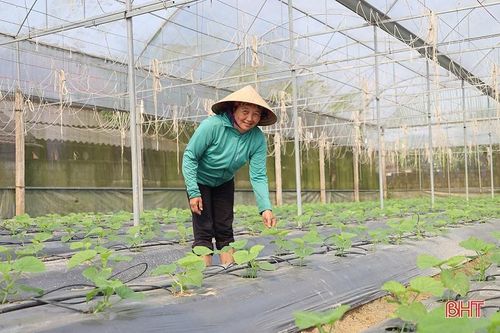 Nông dân Thạch Hà tất bật chăm sóc lứa dưa đầu năm