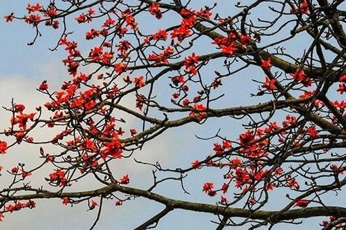 Tên con là Bông Hoa Gạo Đỏ