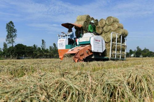 Phương pháp xử lý rơm thân thiện môi trường ở Việt Nam lên truyền thông quốc tế