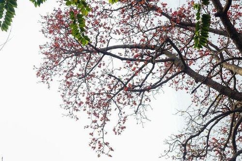 Mê mẩn ngắm hoa gạo rực đỏ ở Hà Nội
