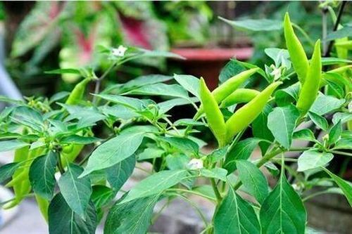 Loại quả là dược liệu quý, phần lá bỏ đi không ngờ còn nhiều công dụng hơn