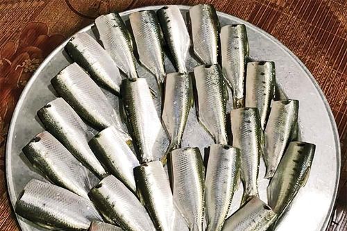 Đến Kim Sơn lấy con mòi làm gỏi