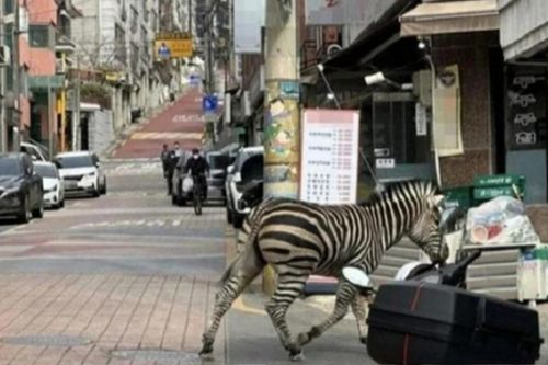 Ngựa vằn lêu lổng khắp đường phố Seoul gây 'bão' mạng xã hội