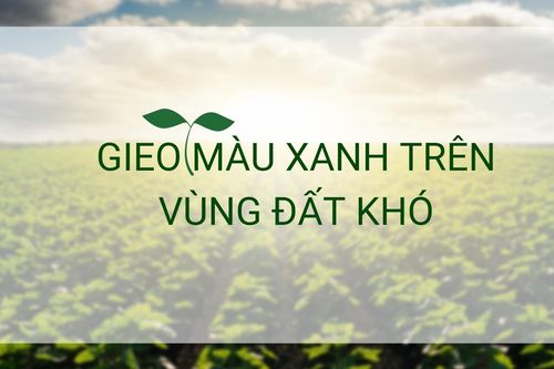 'Gieo' màu xanh trên vùng đất khó