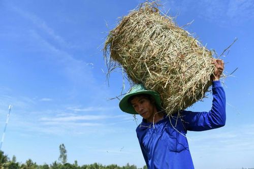 Phương pháp xử lý rơm thân thiện môi trường ở Việt Nam lên truyền thông quốc tế