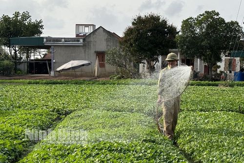 Nâng cao thu nhập từ sản xuất rau an toàn