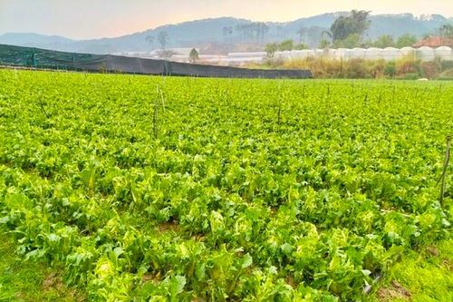 Lâm Đồng: Hơn 52ha hoa màu của người dân bị hư hại sau trận mưa đá