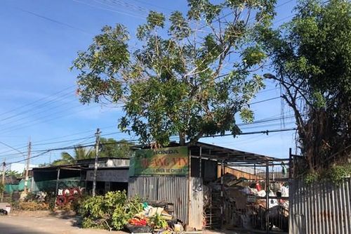 Bạc Liêu: Thanh niên chặt cây thuê bị điện giật tử vong