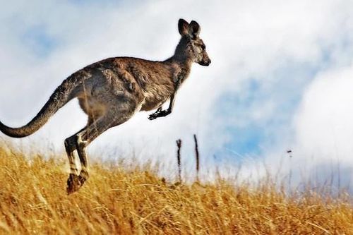 Australia cho phép thợ săn giết hàng triệu con kangaroo hàng năm