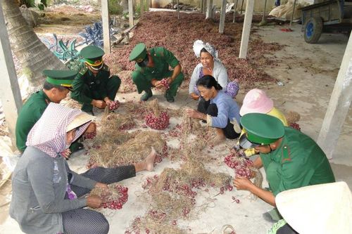Tìm thị trường tiêu thụ cho hành tím ở Sóc Trăng