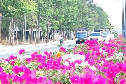 Hoa giấy làm 'say đắm lòng người' trên tuyến đường huyết mạch ở Bình Dương