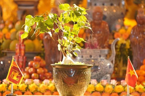Đưa nhánh cây bồ đề 2.300 tuổi từ Sri Lanka về Việt Nam