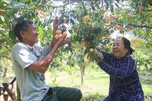 Cây thanh trà mang lại thu nhập ổn định