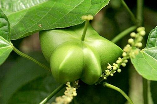 Sachi làm đẹp da, giảm mỡ máu