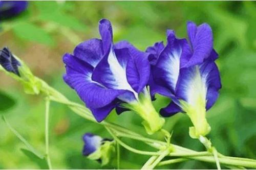 Trong hoa đậu biếc có 2 bộ phận có thể gây ngộ độc, nhiều người vẫn chưa hề biết