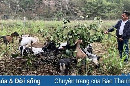 Thạch Thành: Nhiều giải pháp phát triển kinh tế - xã hội vùng đồng bào dân tộc thiểu số
