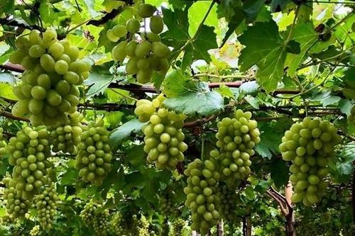 'Thủ phủ' nho của cả nước tổ chức lễ hội lớn tôn vinh nho và vang