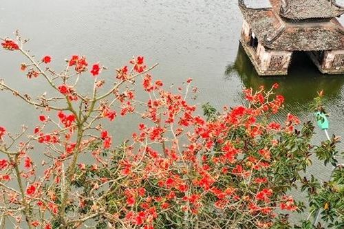 Hoa gạo đỏ rực góc sân chùa Thầy