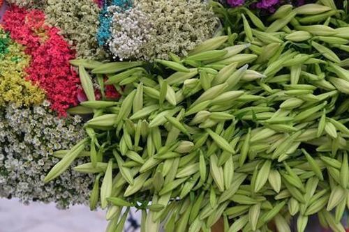 Hoa loa kèn đầu mùa, giá cao vẫn nhiều chị em tấp nập đặt mua