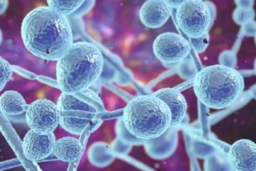 Lựa chọn mới điều trị nhiễm nấm Candida xâm lấn
