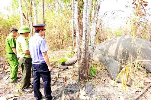 Thêm 1 cá thể voi nhà chết tại huyện Buôn Đôn